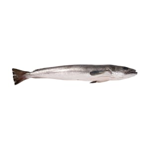 Imagem do produto Marmota Branca - Unidade 0.9 Kg